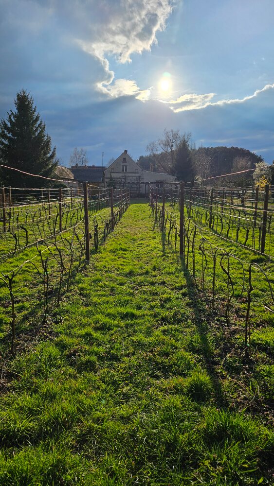 winogrod (1)