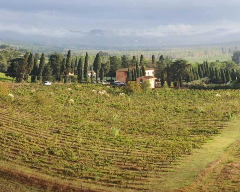 Toscanizzazione widok na winnice