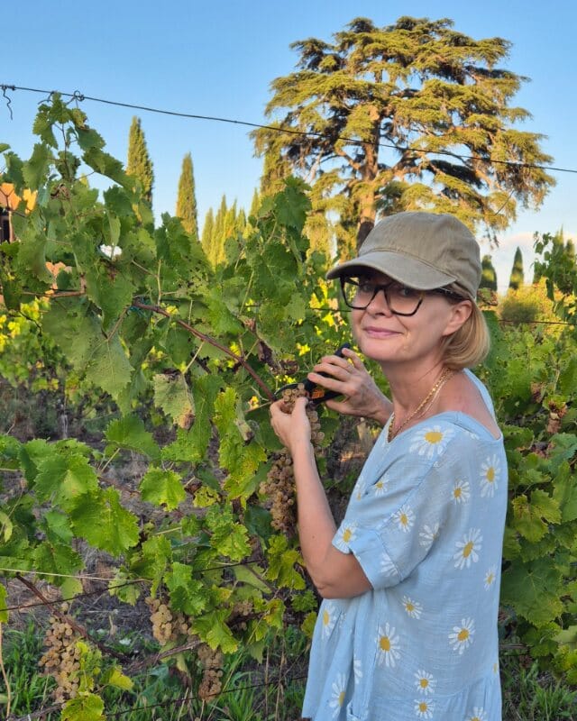 Toscanizzazione winobranie na winnicy w Toskanii