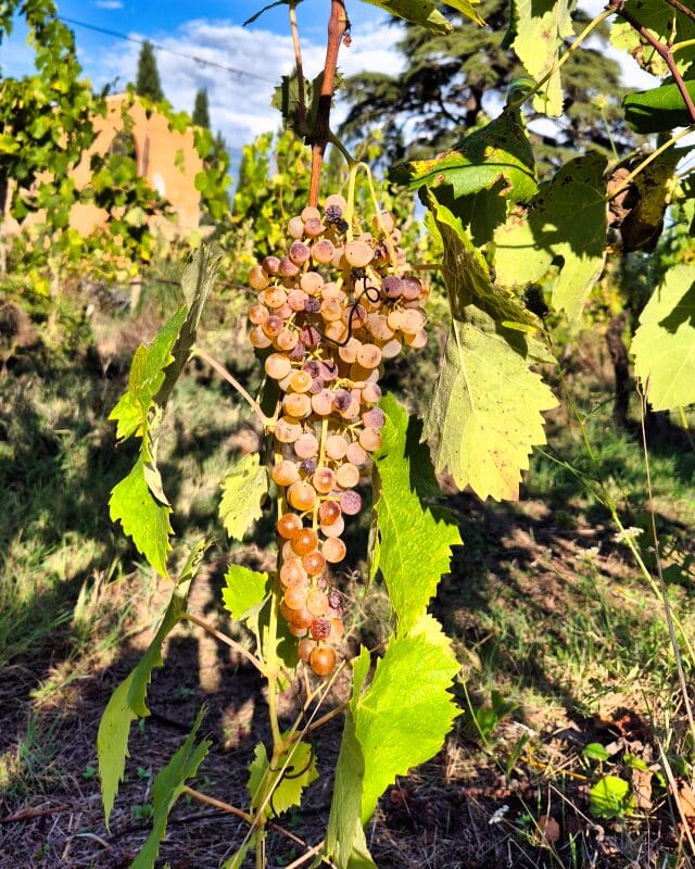 Toscanizzazione winogrona przed winobraniem