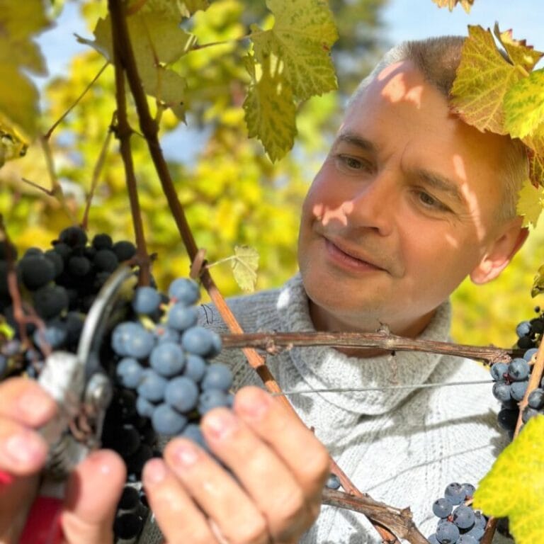 Winogrodnik przy winobraniu