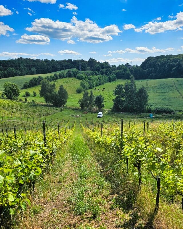 enoradio - Winnica Jakubów