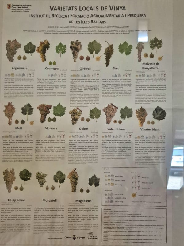 winnica Ca Sa Padrina Majorka