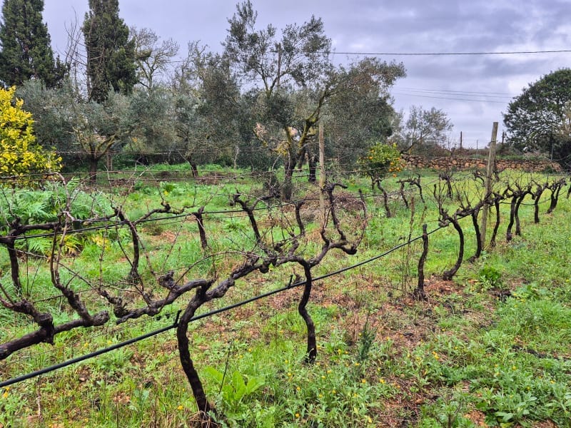 winnica Ca Sa Padrina Majorka
