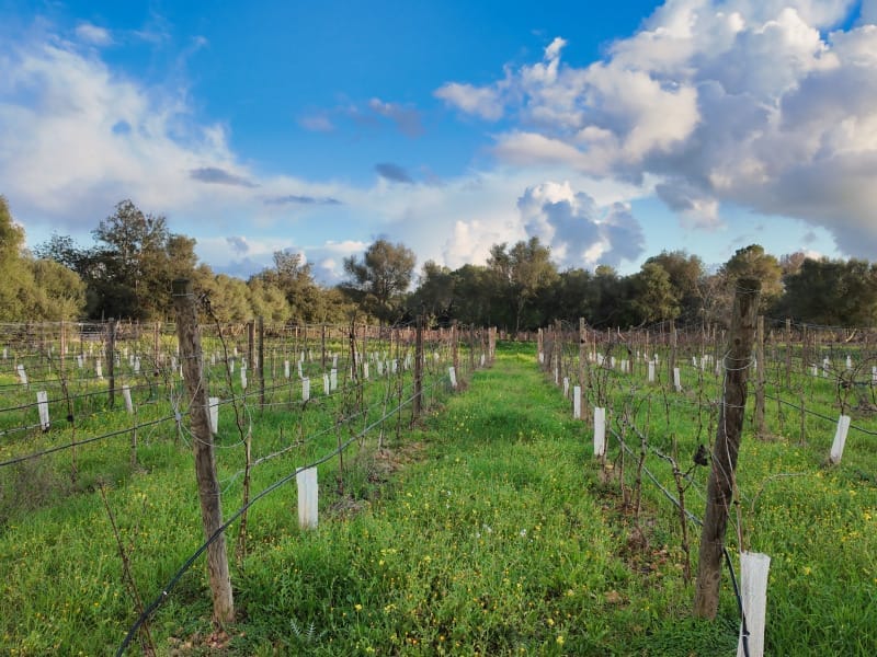 Screenshot 2026-03-13 165654